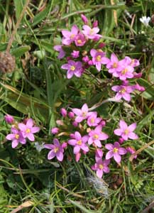 Karte mit Umschlag - Centaury