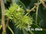 Karte mit Umschlag - Sweet Chestnut