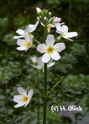 Karte mit Umschlag - Water Violet (a)