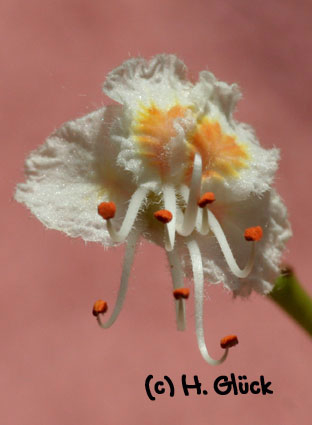 Karte mit Umschlag - White Chestnut (c)