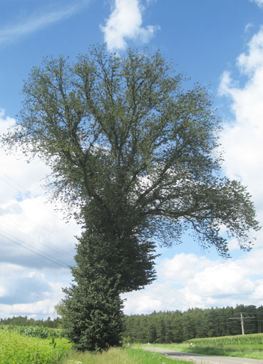 Karte mit Umschlag - Elm