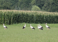 Karte mit Foto und gefttertem Umschlag