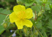 Karte mit Umschlag - Rock Rose